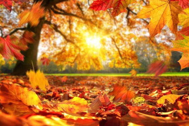 Bright autumn leaves with sunlight shining through trees representing long lasting fall home fragrance