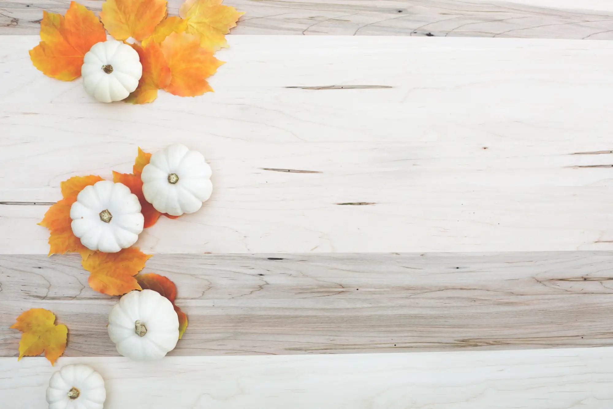 White miniature pumpkins nestled among orange autumn leaves.